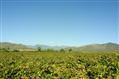 View full details for this Wine Farm  for sale in McGregor, Boland (Winelands), Western Cape, South Africa - MG1136388