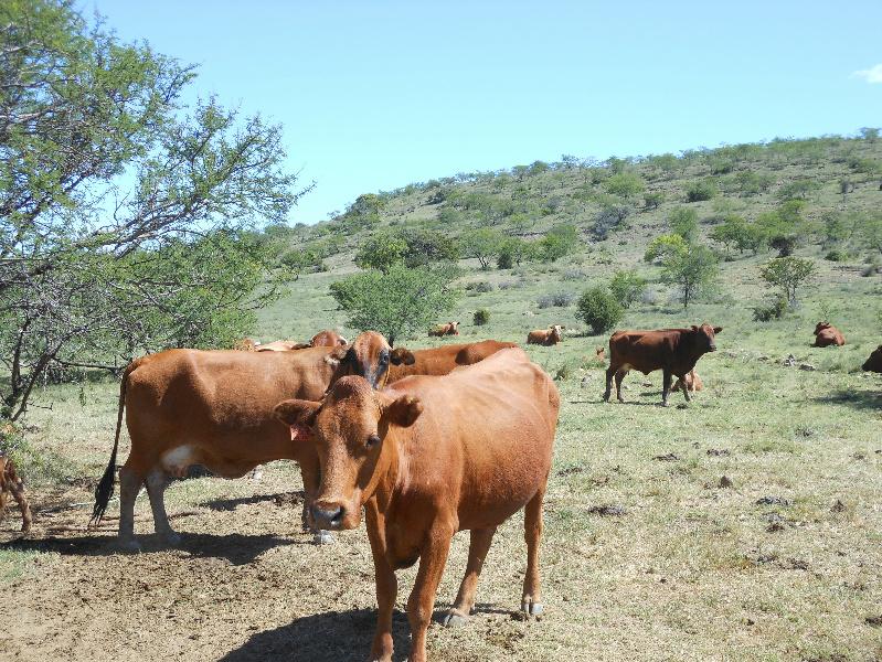 1681 hectare Mixed Use Farm For Sale Adelaide 1GC1123158 Pam