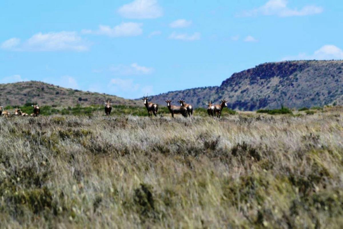 2630 hectare Game Farm For Sale Vanderkloof 1KK1592026 Pam