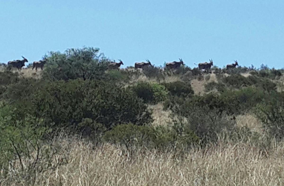 2630 hectare Game Farm For Sale Vanderkloof 1KK1592026 Pam