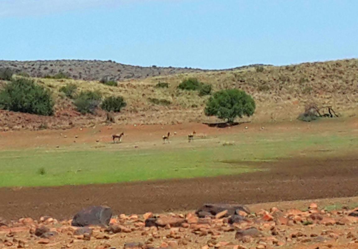 2630 hectare Game Farm For Sale Vanderkloof 1KK1592026 Pam