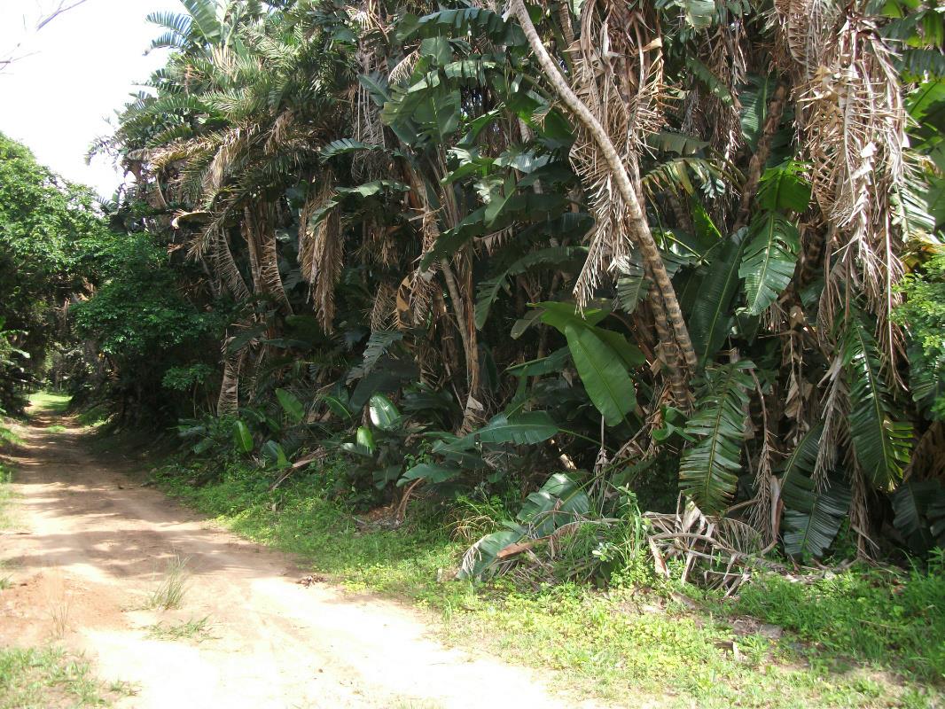 1210 m2 Vacant Land For Sale Trafalgar 1PD1032221 Pam Golding