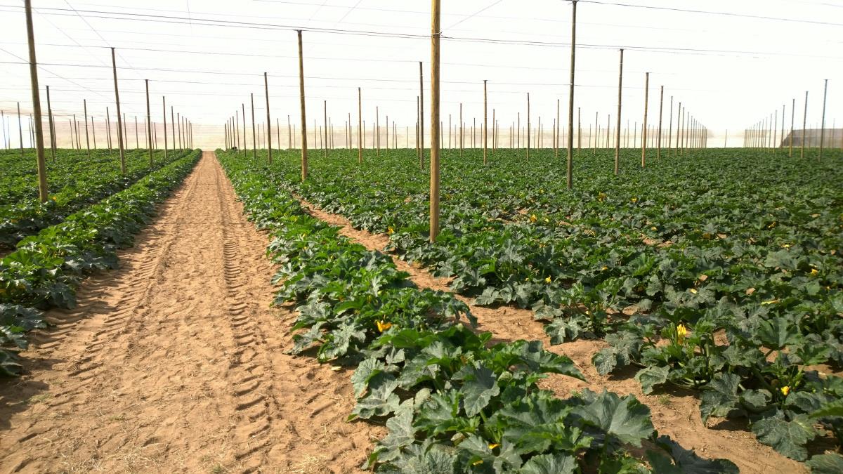 15.57 hectare Fruit Farm For Sale Vioolsdrif Farms 1NA1324373 Pam