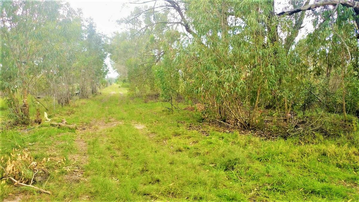 4.28 hectare Vacant Land For Sale Greenbushes 1PLZ1346693 Pam