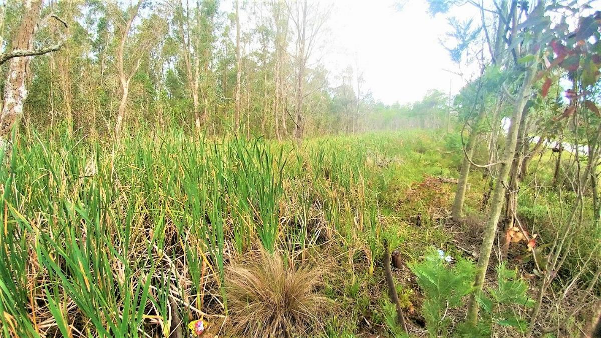 4.28 hectare Vacant Land For Sale Greenbushes 1PLZ1346693 Pam