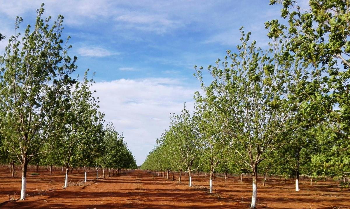 91 hectare Nut Farm For Sale Jan Kempdorp 1RN1392054 Pam Golding