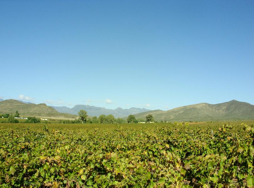 459 hectare wine farm for sale in McGregor