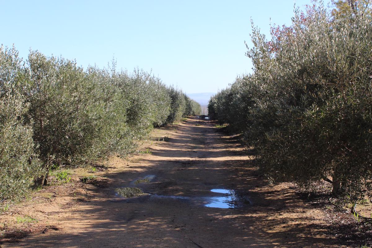 5.99 hectare Farm Vacant Land For Sale Wellington Rural TK1381811