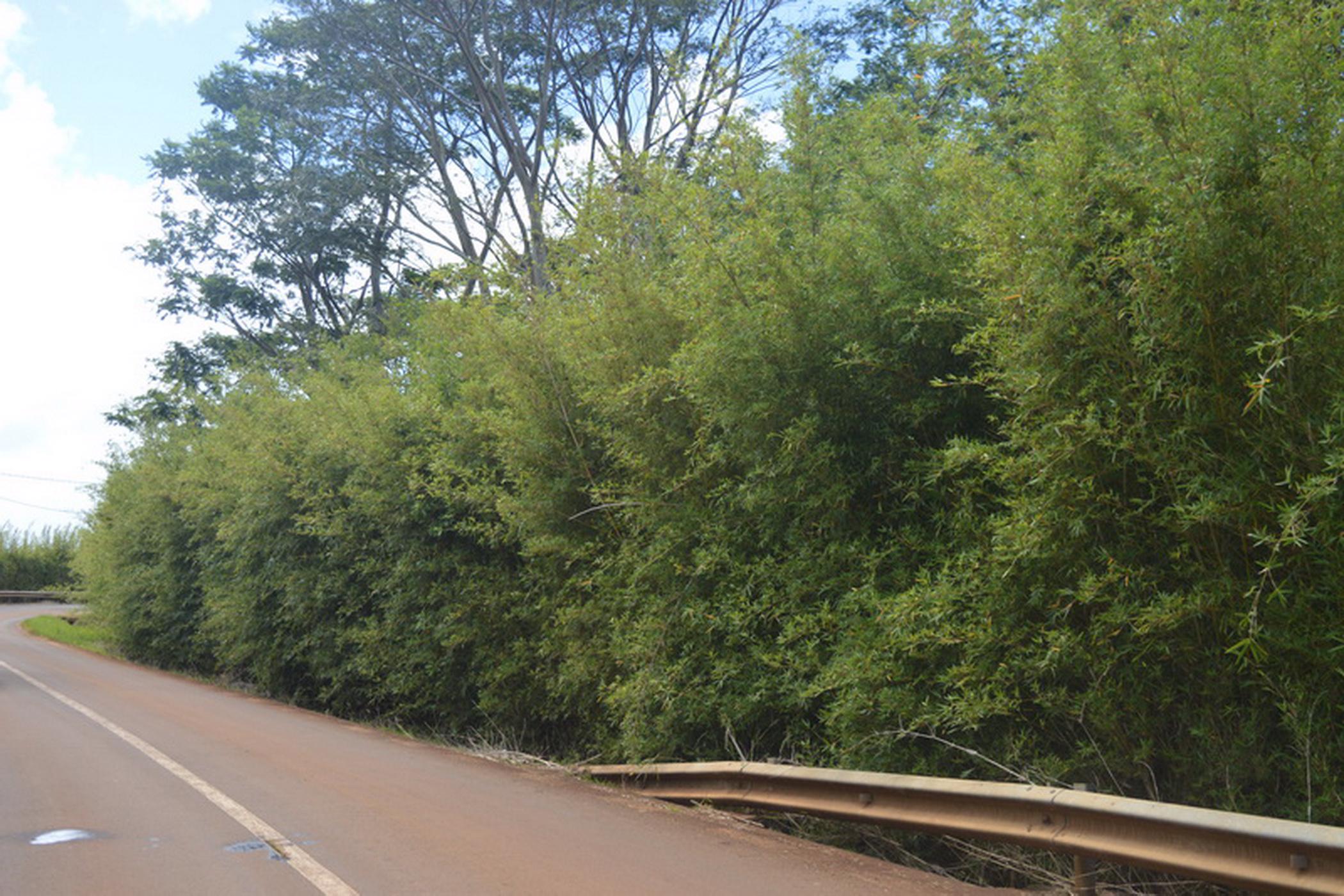 5294 m2 Vacant Land For Sale Chamarel (Mauritius) MUR1411910 Pam