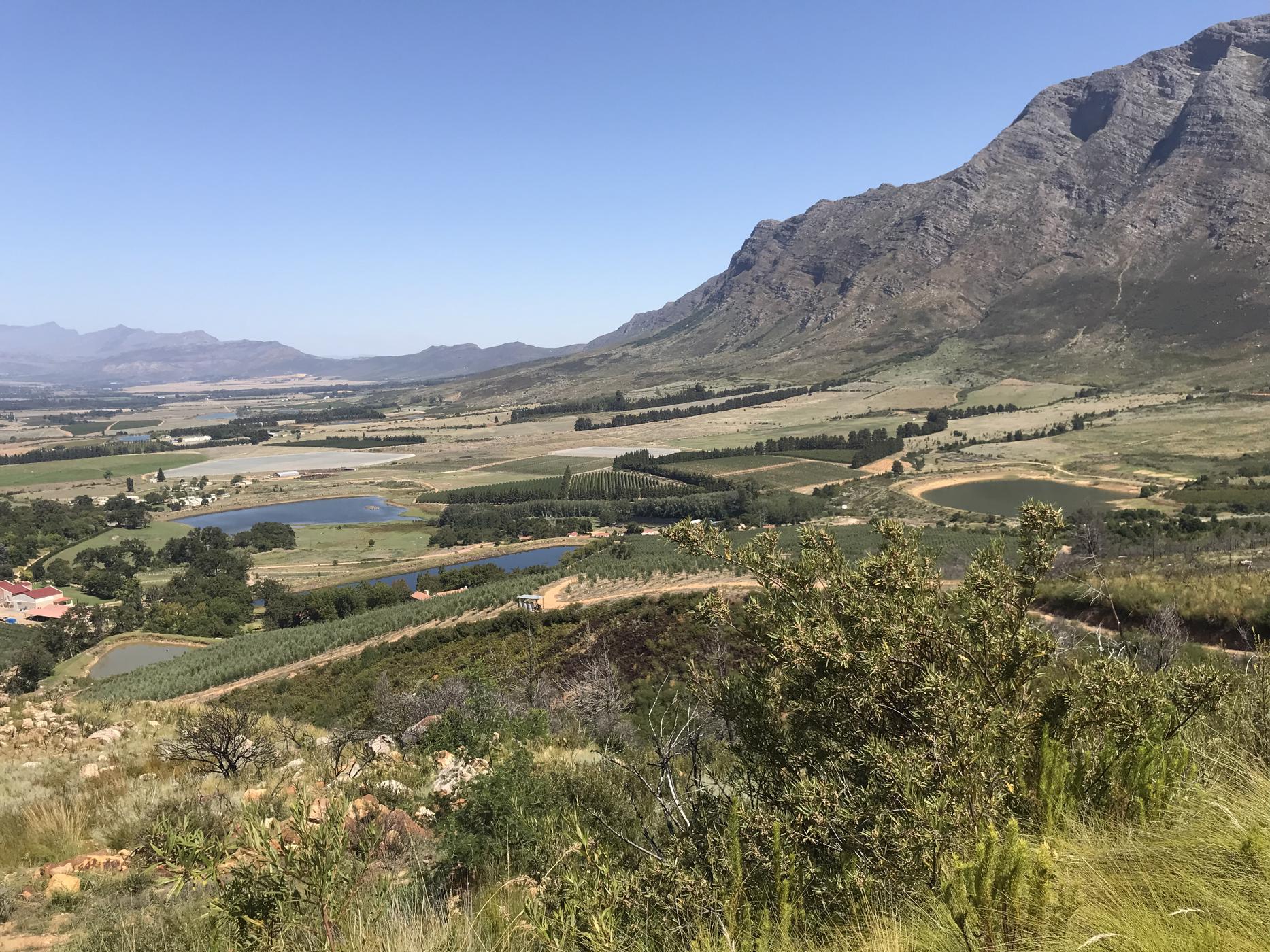 2384696 m&sup2; olive farm for sale in Tulbagh