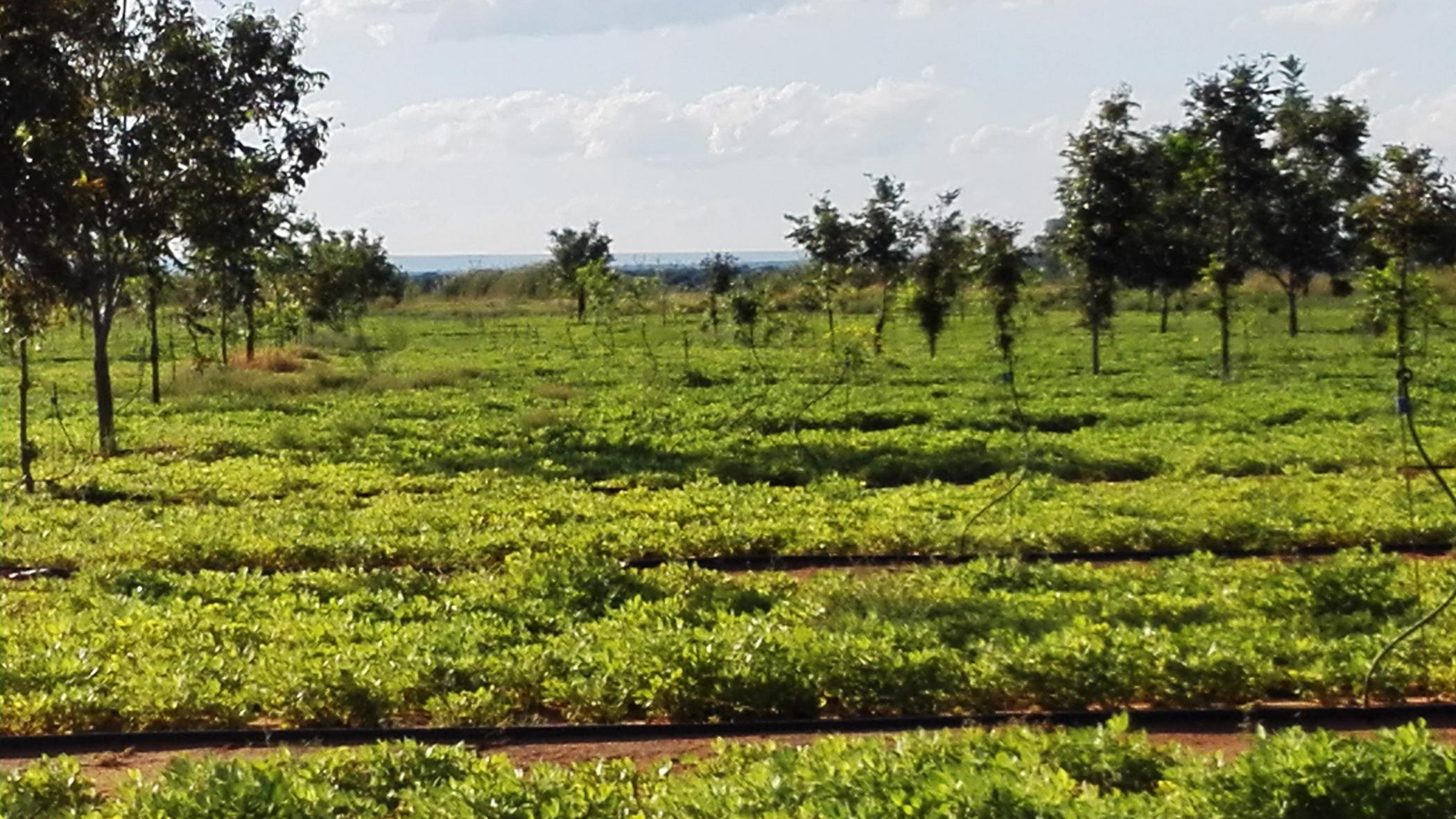 43.2 hectare Nut Farm For Sale Jan Kempdorp 1RN1432532 Pam