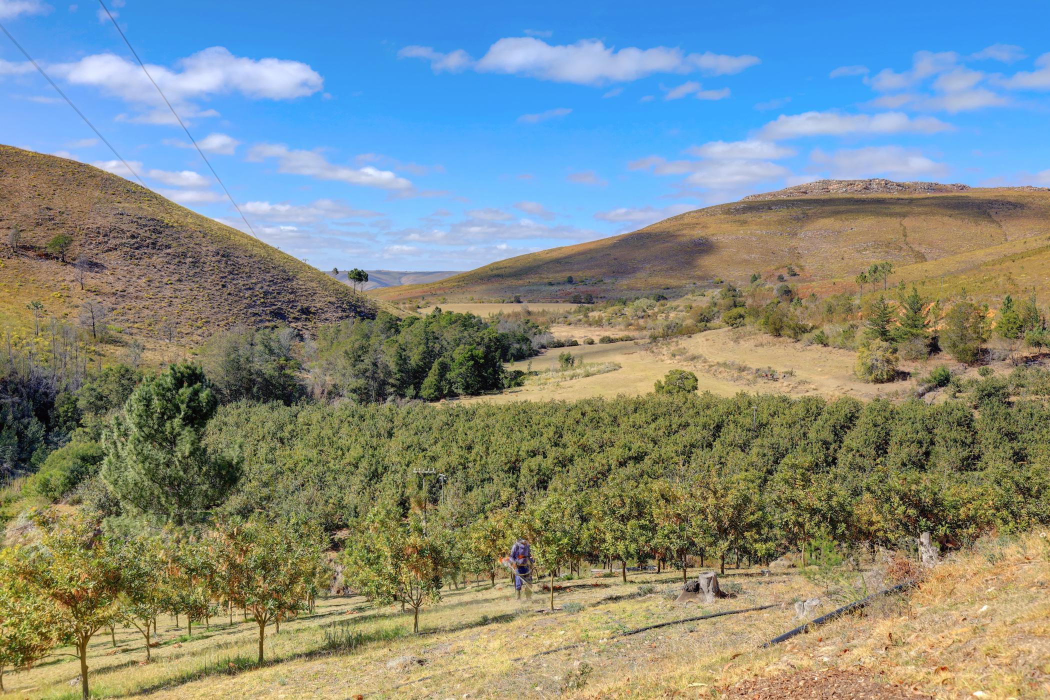 8.97 hectare Nut Farm For Sale Mossel Bay Rural 1MB1453945 Pam