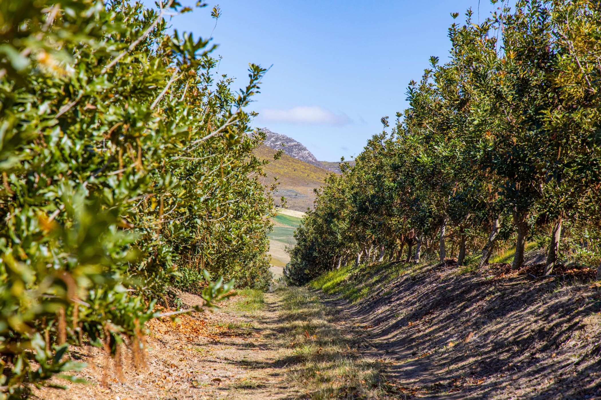 8.97 hectare Nut Farm For Sale Mossel Bay Rural 1MB1453945 Pam