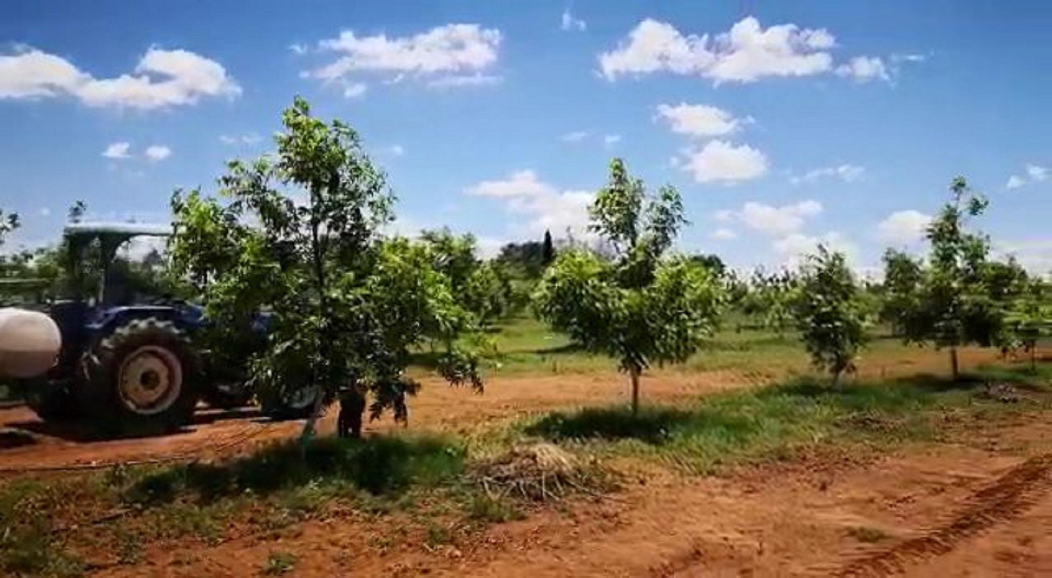 23.97 hectare Nut Farm For Sale Bronkhorstspruit PRN1455878 Pam