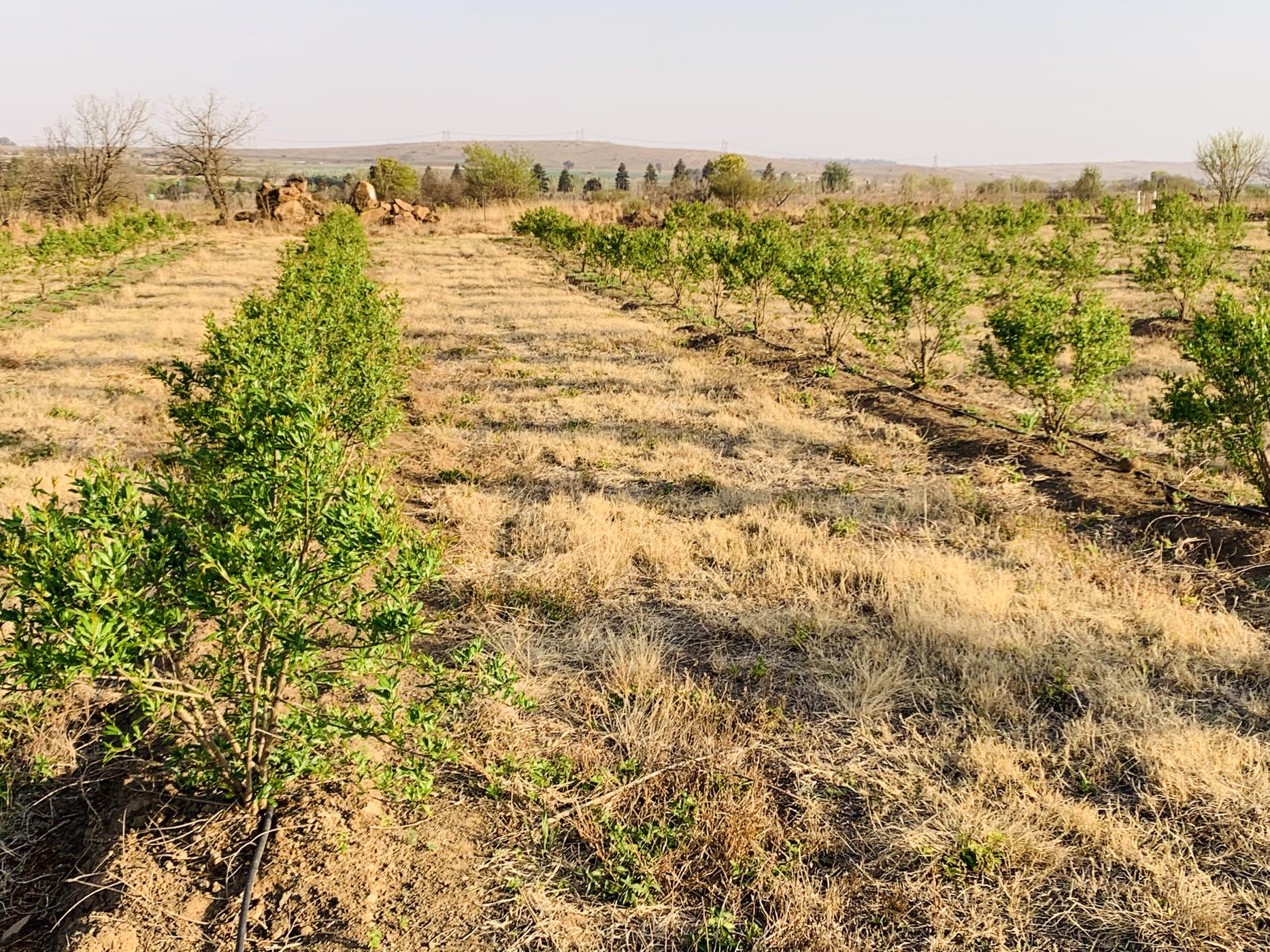 23.97 hectare Nut Farm For Sale Bronkhorstspruit PRN1455878 Pam