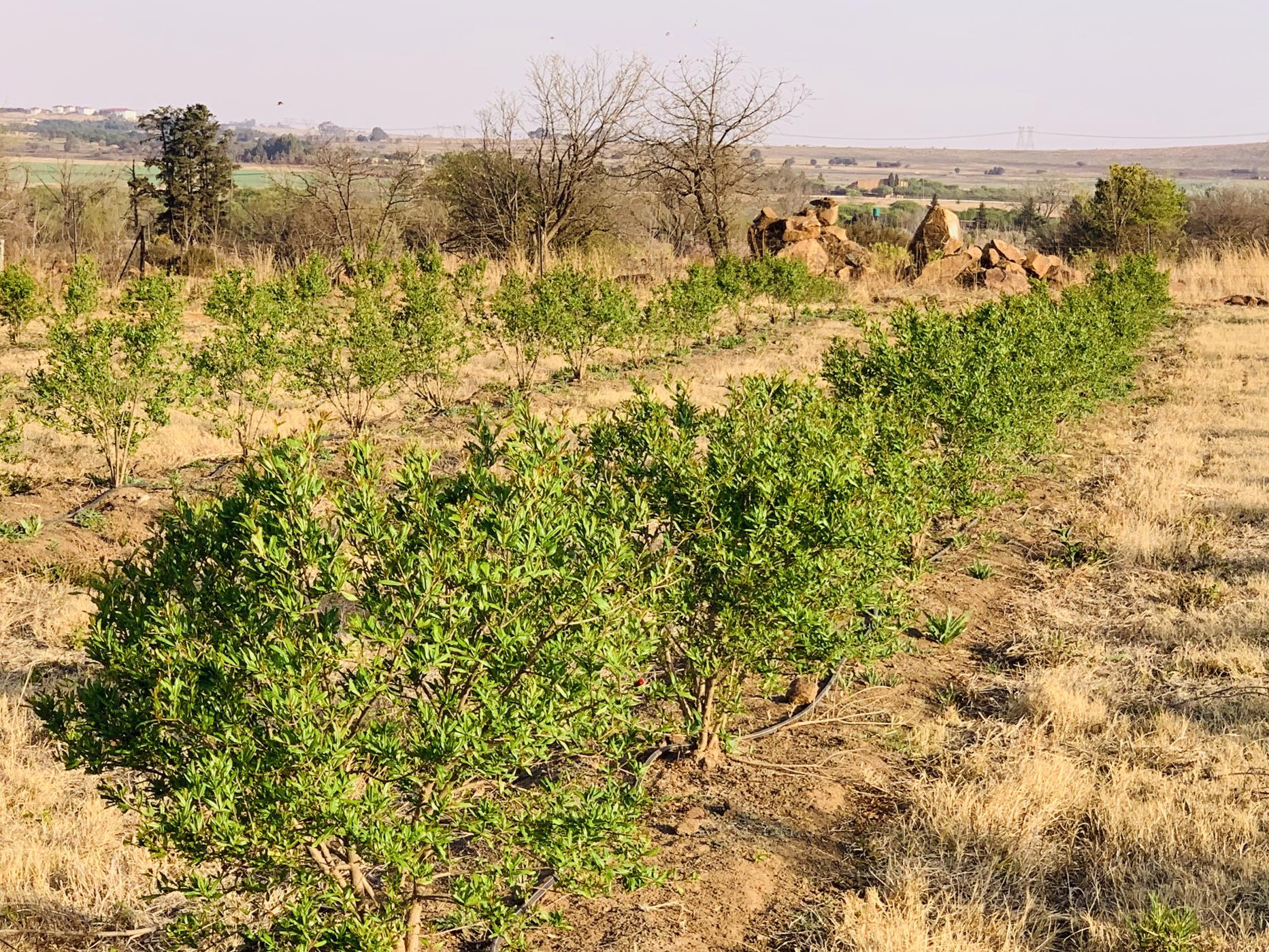 23.97 hectare Nut Farm For Sale Bronkhorstspruit PRN1455878 Pam