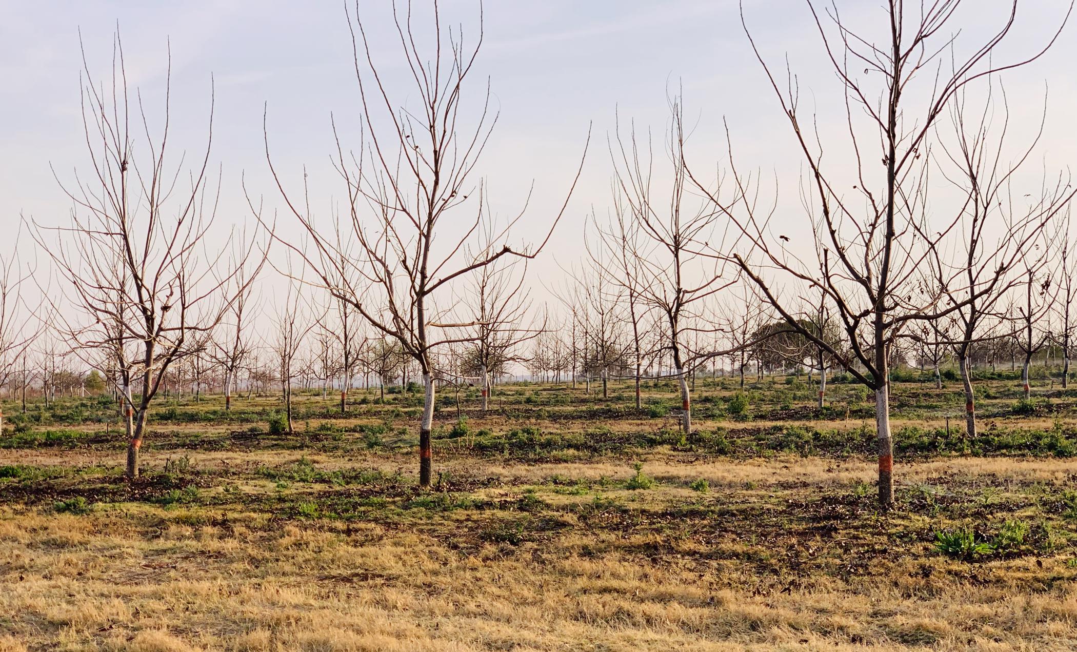 23.97 hectare Nut Farm For Sale Bronkhorstspruit PRN1455878 Pam