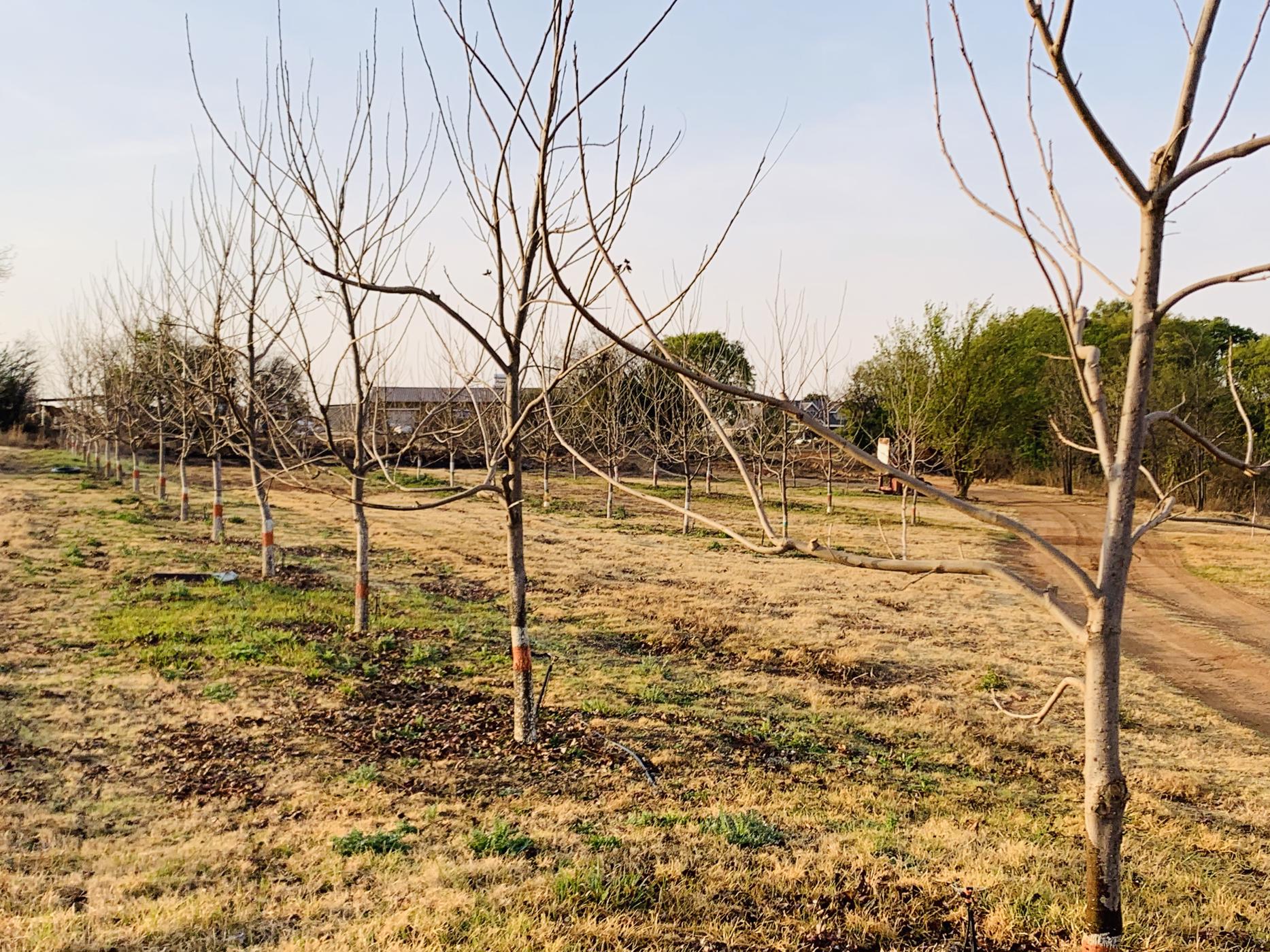 23.97 hectare Nut Farm For Sale Bronkhorstspruit PRN1455878 Pam