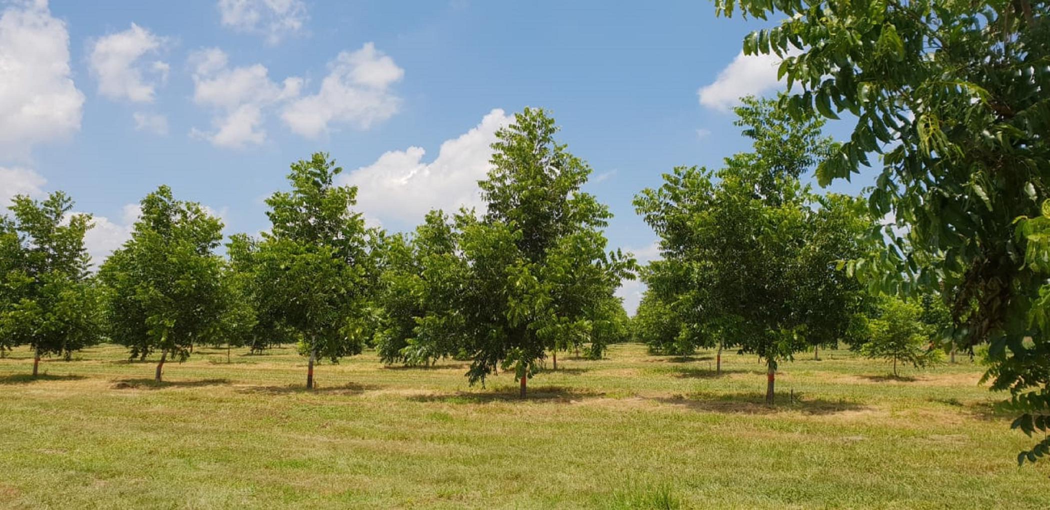 23.97 hectare Nut Farm For Sale Bronkhorstspruit PRN1455878 Pam