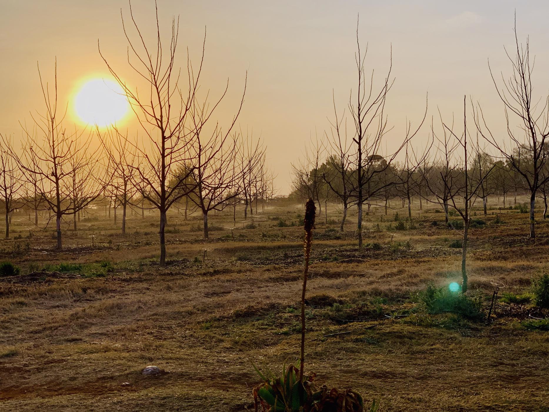 23.97 hectare Nut Farm For Sale Bronkhorstspruit PRN1455878 Pam