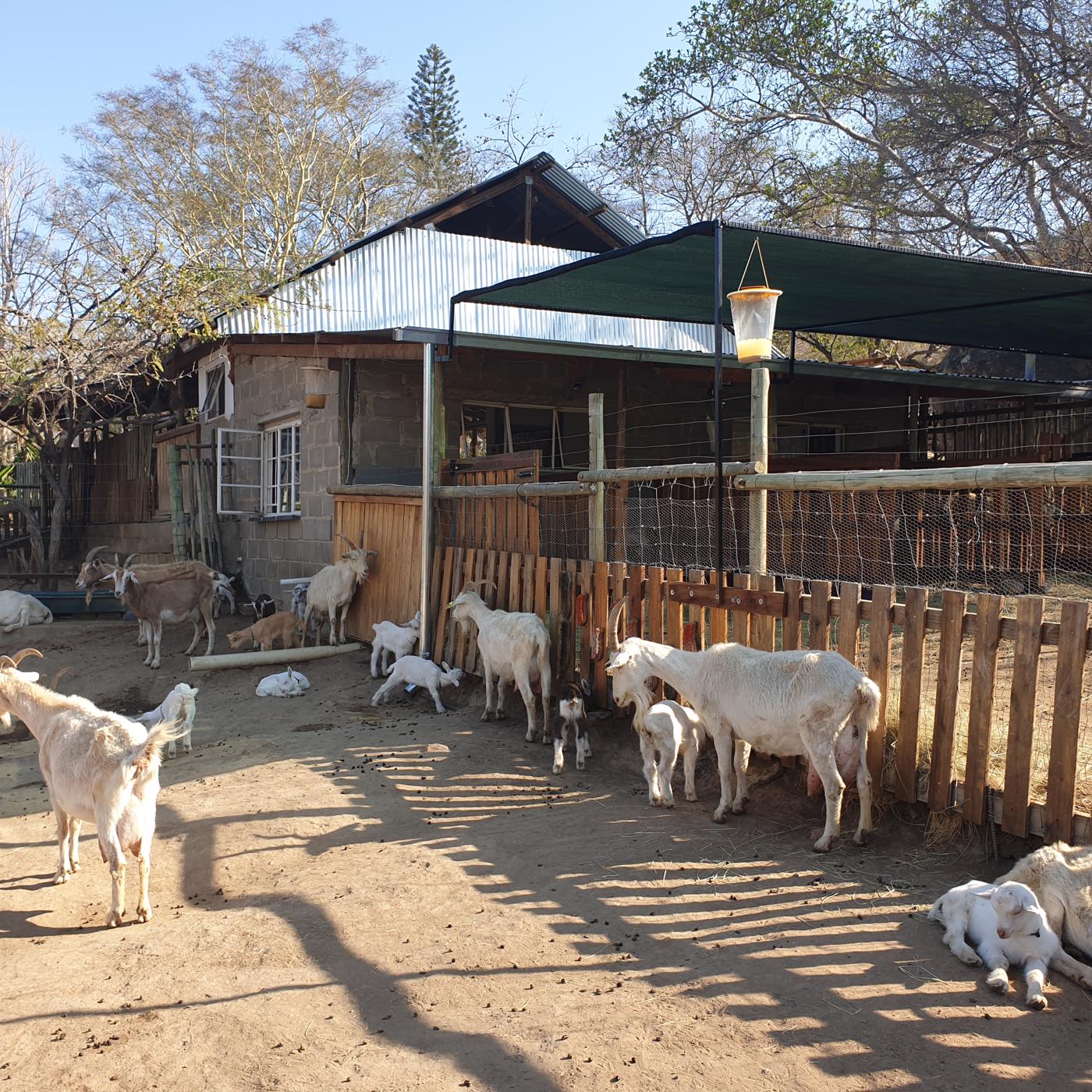 25 hectare Livestock Farm For Sale Nelspruit 1NK1456614 Pam