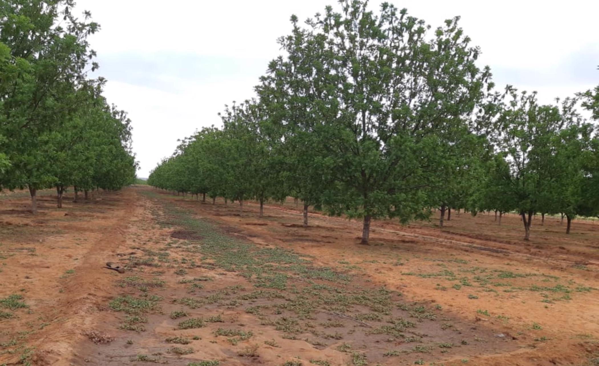 25 hectare Farm Vacant Land For Sale Hartswater (Northern Cape) 1RN1463154 Pam Golding