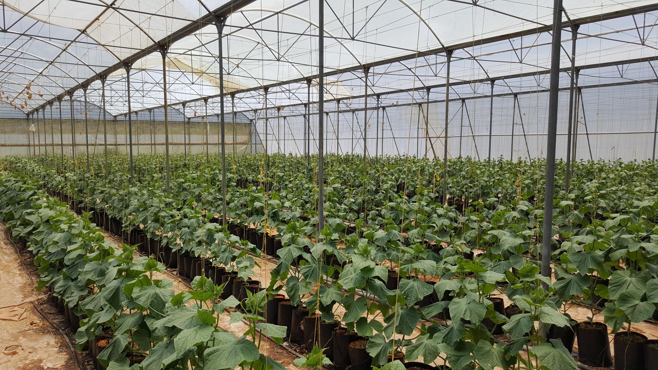 60 hectare crop farm for sale in Bronkhorstspruit Rural