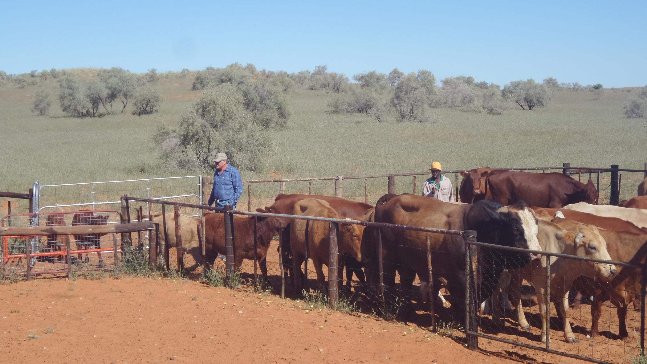 8137 hectare Breeding Farm For Sale Van Zylsrus 1RN1485424 Pam