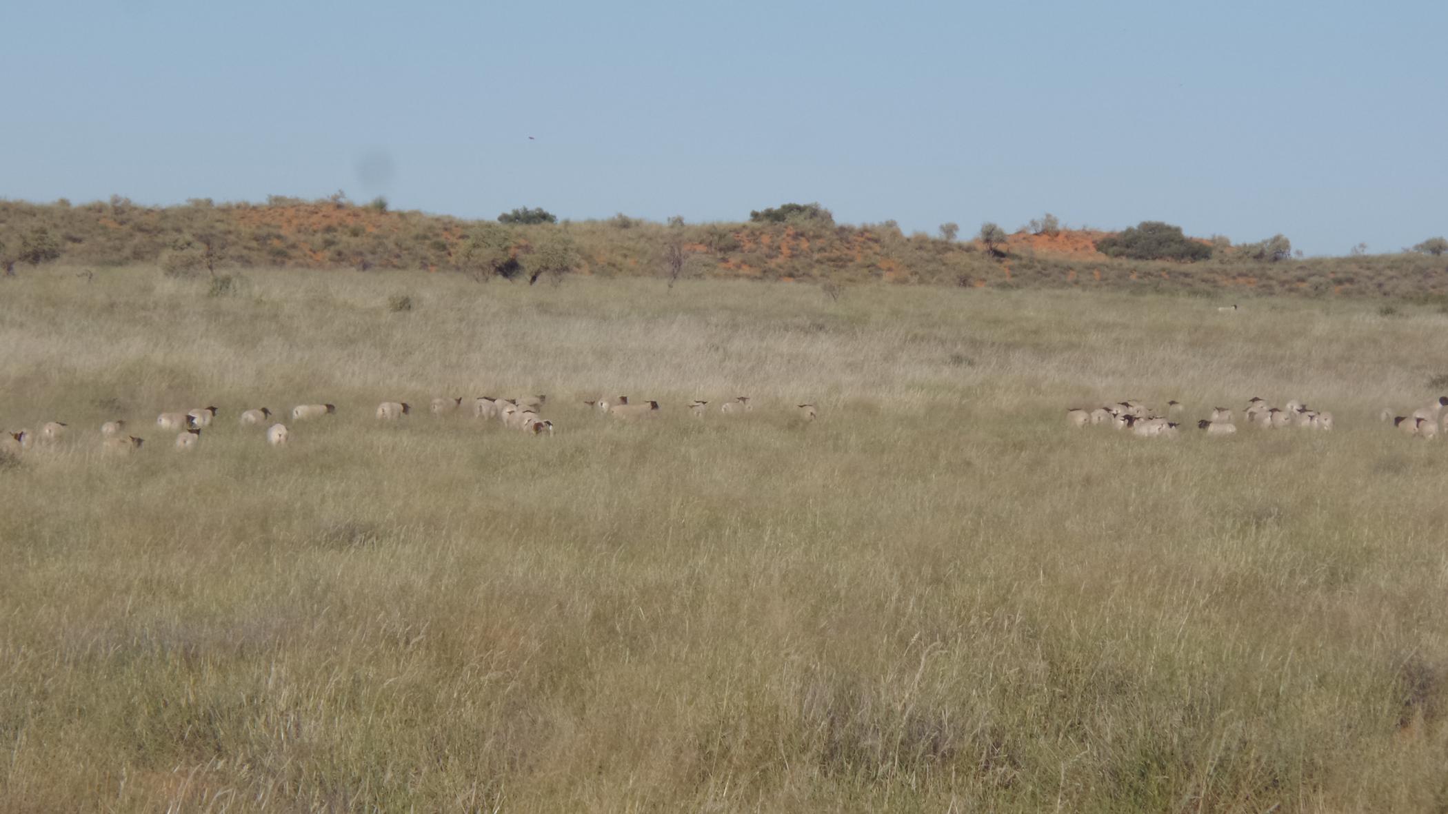 8137 hectare Breeding Farm For Sale Van Zylsrus 1RN1485424 Pam