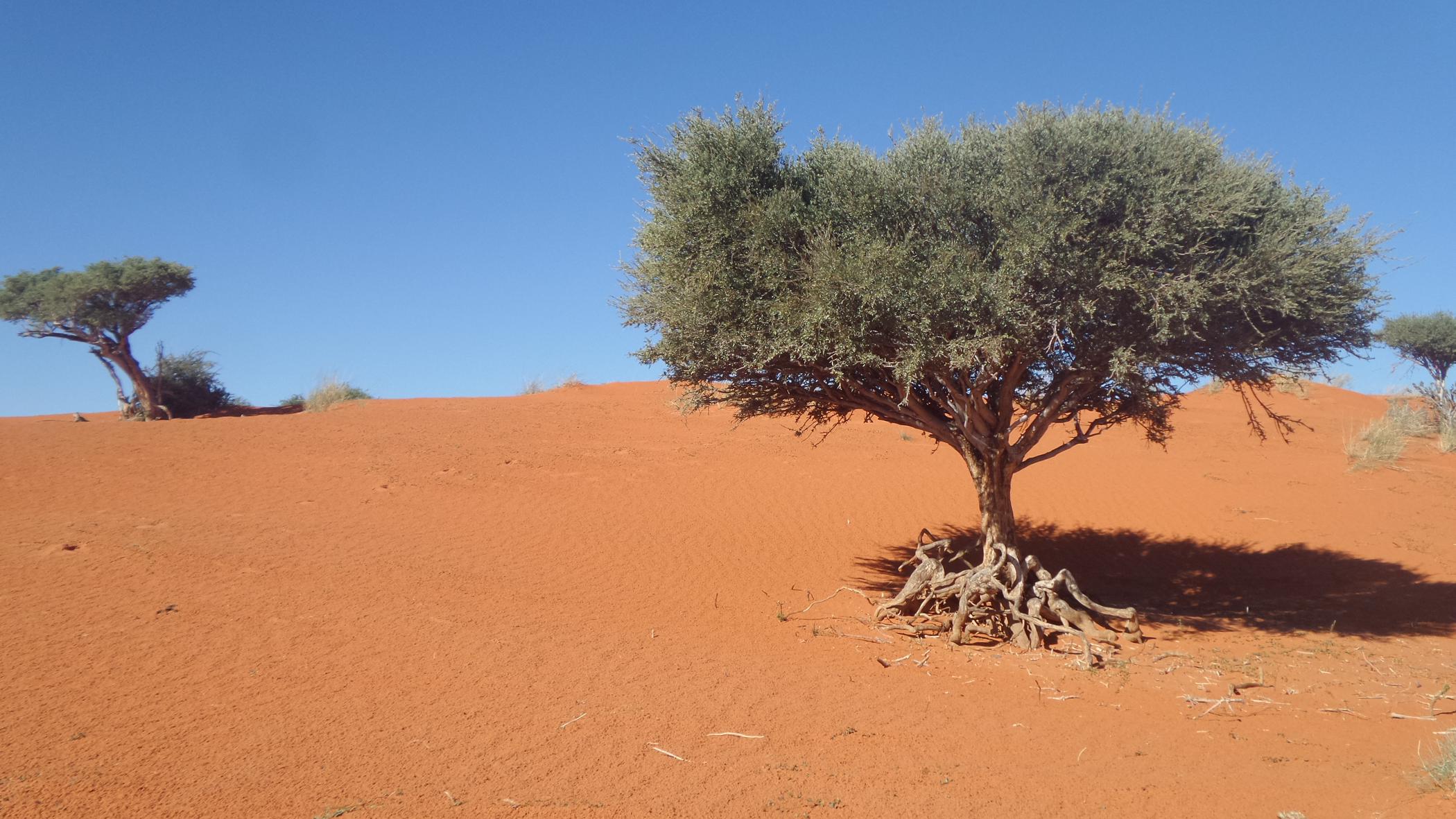 8137 hectare Breeding Farm For Sale Van Zylsrus 1RN1485424 Pam