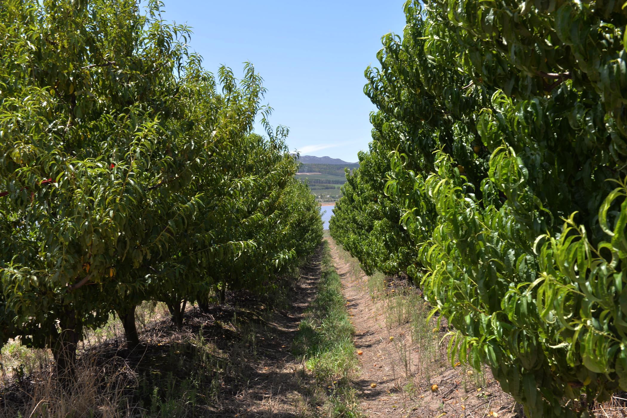 50 hectare Fruit Farm For Sale Villiersdorp 1SW1487302 Pam