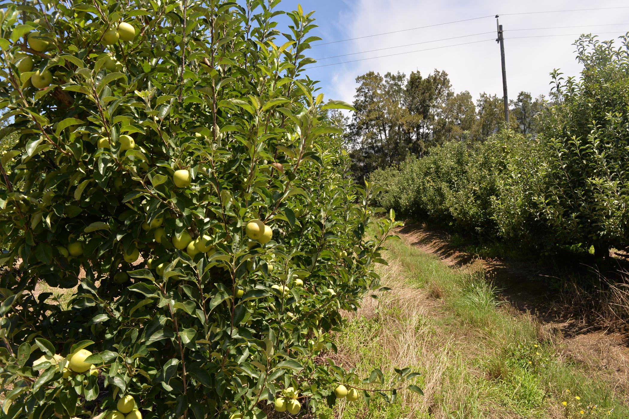50 hectare Fruit Farm For Sale Villiersdorp 1SW1487302 Pam