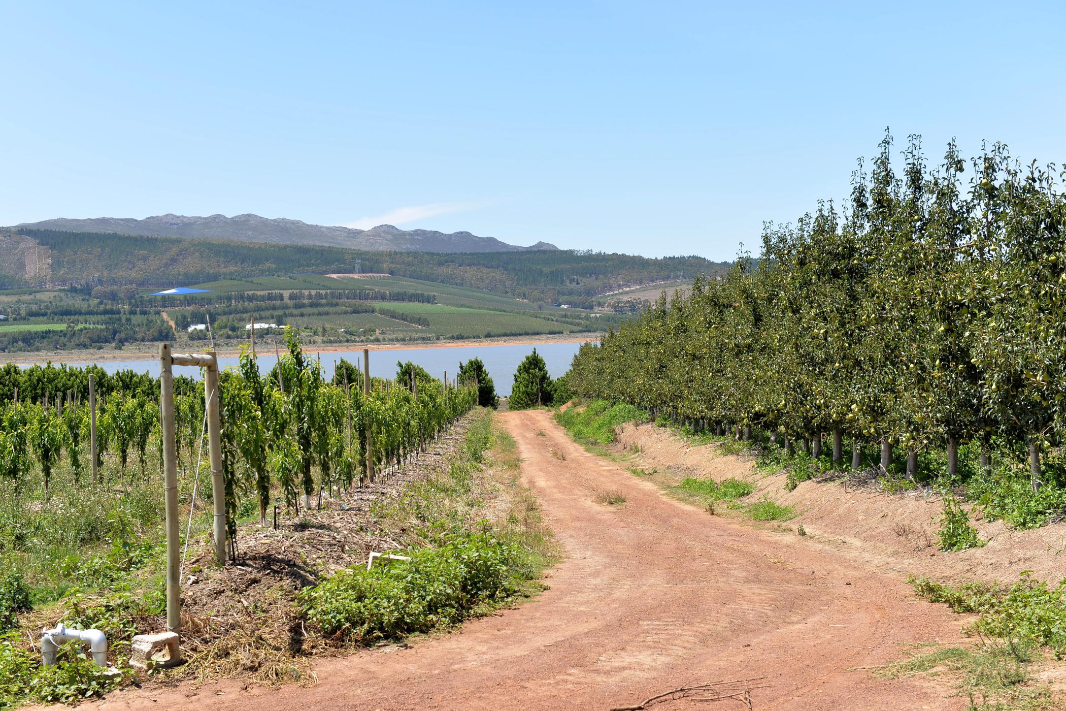 50 hectare fruit farm for sale in Villiersdorp