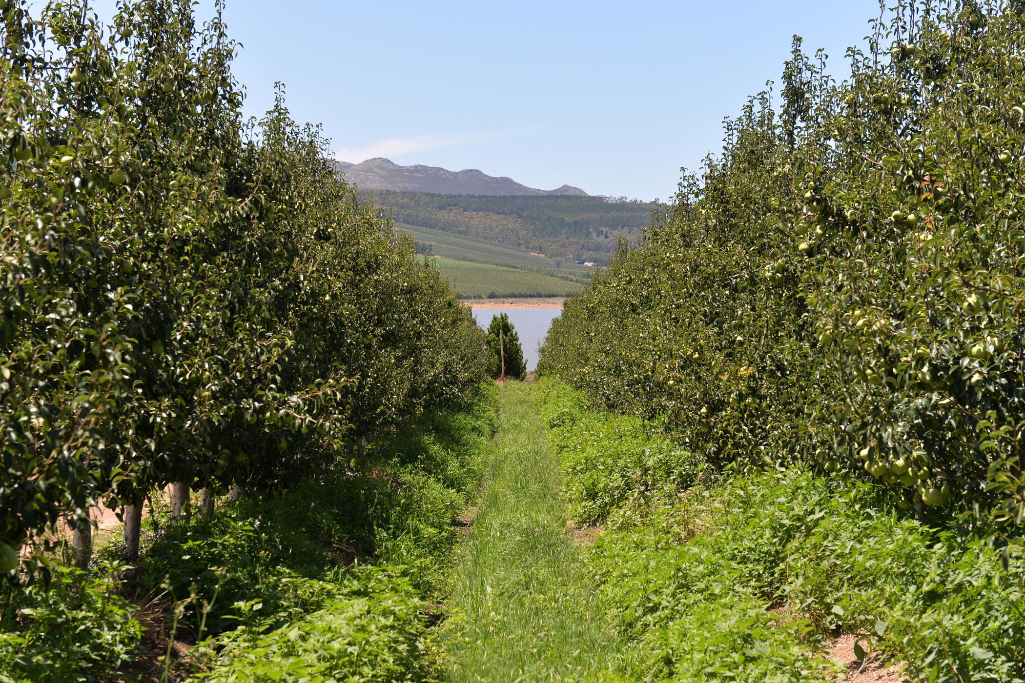 50 hectare Fruit Farm For Sale Villiersdorp 1SW1487302 Pam