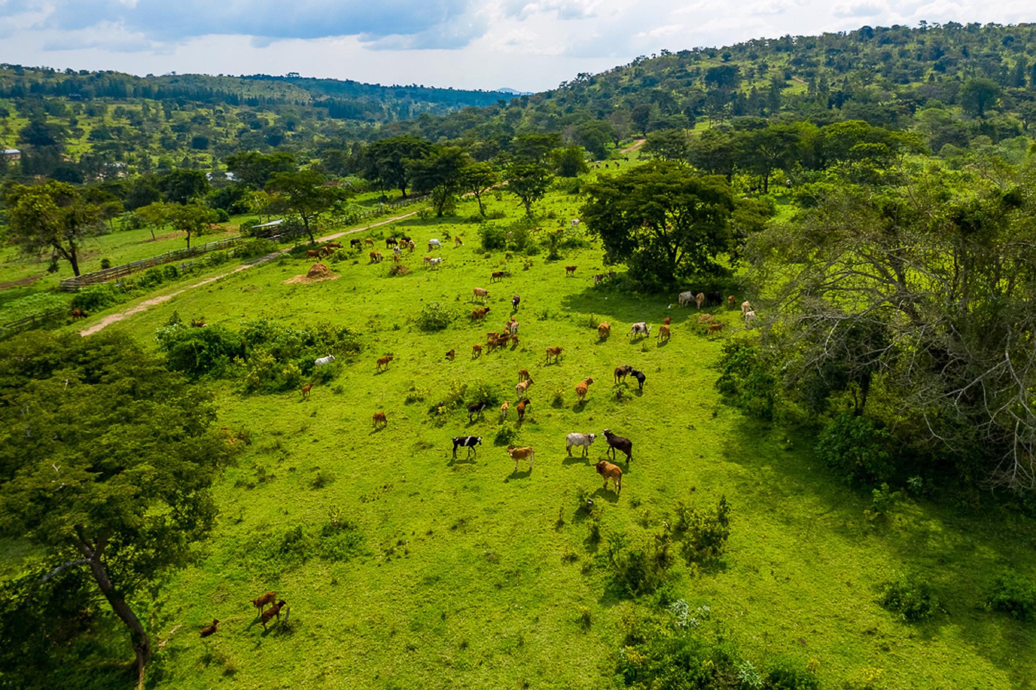 2214 acres mixed use farm for sale in Kampala (Uganda)