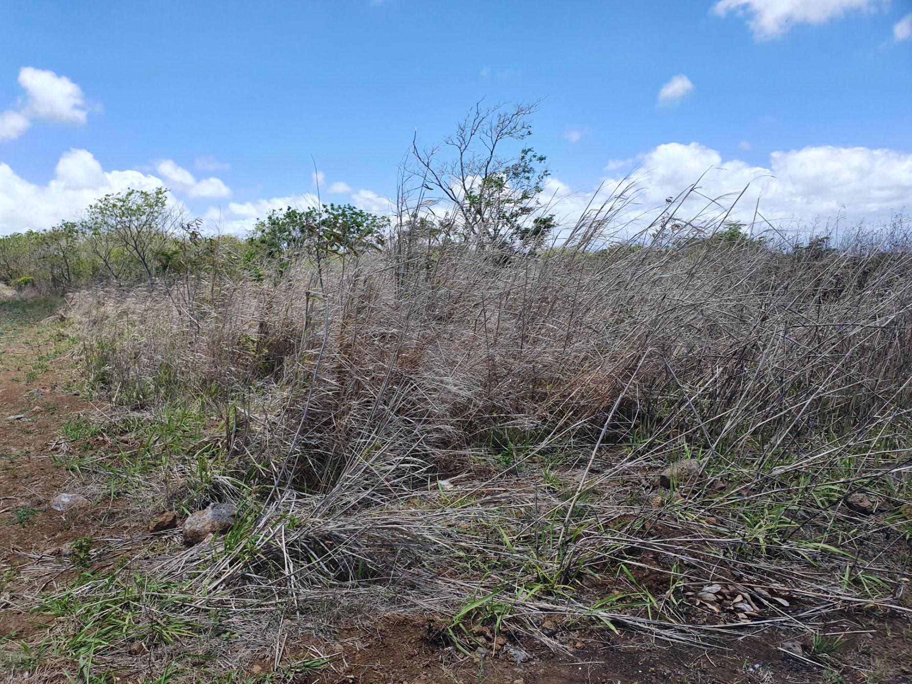 5389 m2 Residential Vacant Land For Sale Pereybere (Mauritius