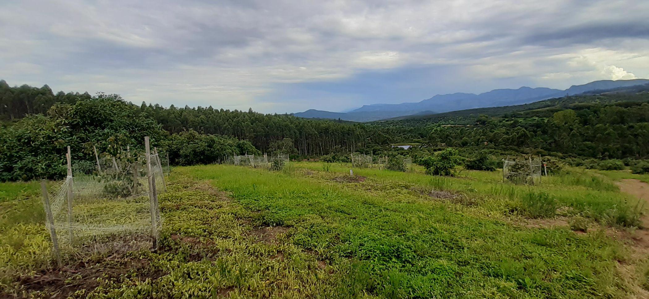 43.3 hectare Fruit Farm For Sale Tzaneen Rural 1TA1512280 Pam