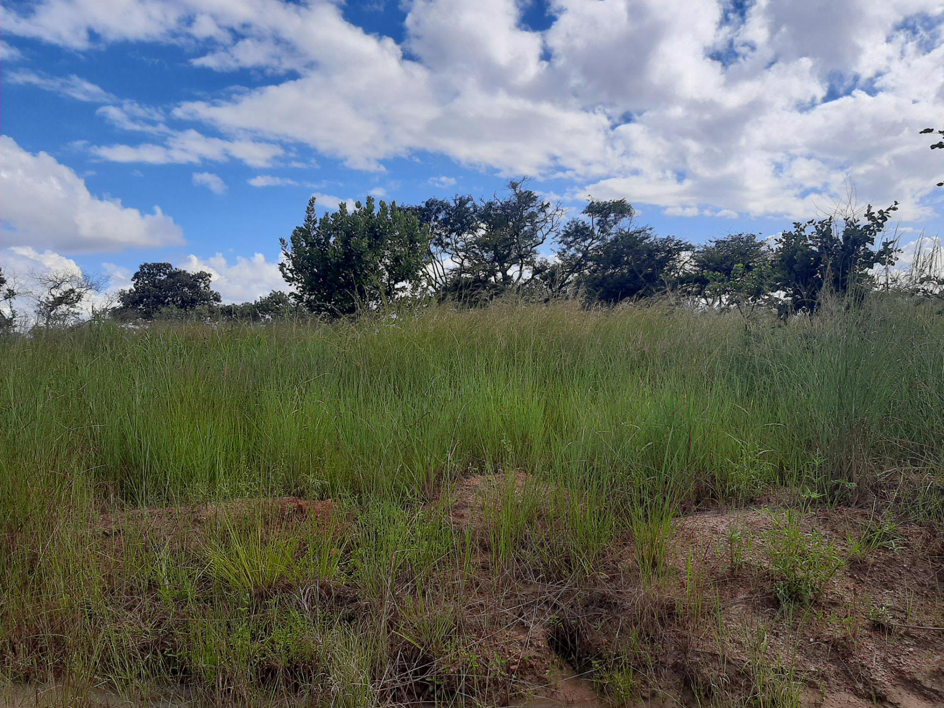 Vacant Land For Sale Chisamba (Zambia) 3ZA1522106 Pam Golding