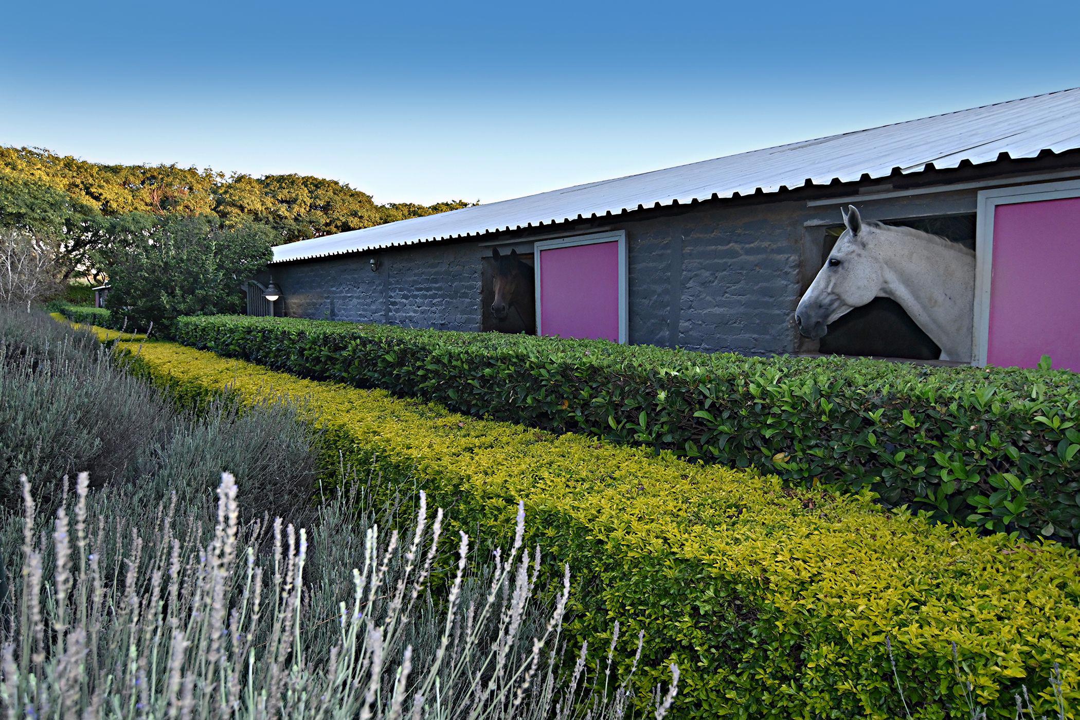 5.96 hectare equestrian farm for sale in Knopjeslaagte