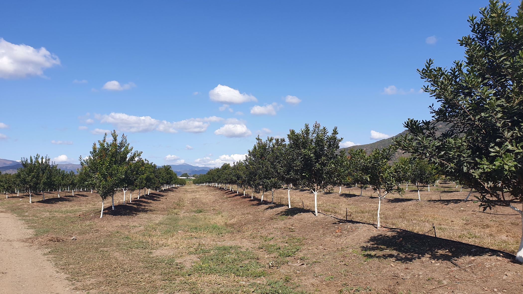 54 hectare Nut Farm For Sale Nelspruit (Mbombela) 1NK1533762 Pam