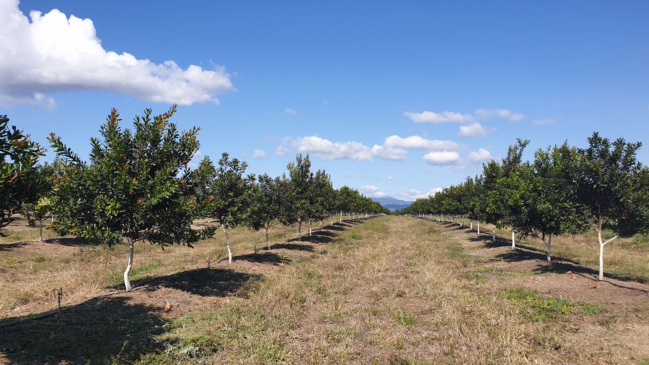 54 hectare Nut Farm For Sale Nelspruit (Mbombela) 1NK1533762 Pam