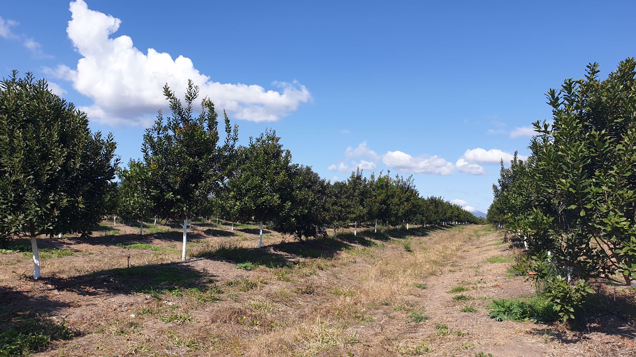 54 hectare Nut Farm For Sale Nelspruit (Mbombela) 1NK1533762 Pam