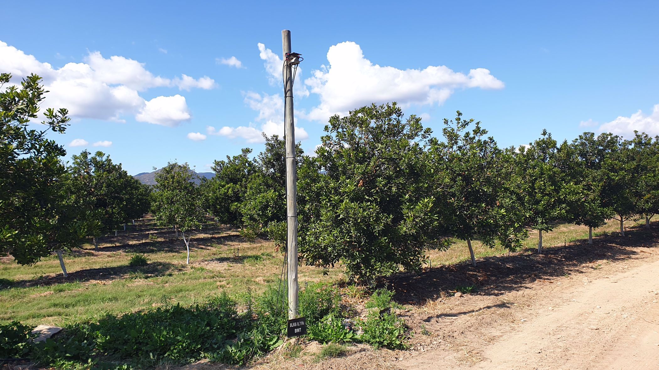 54 hectare Nut Farm For Sale Nelspruit (Mbombela) 1NK1533762 Pam