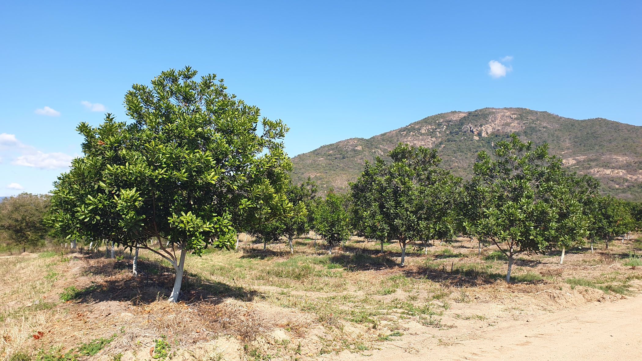 54 hectare Nut Farm For Sale Nelspruit (Mbombela) 1NK1533762 Pam