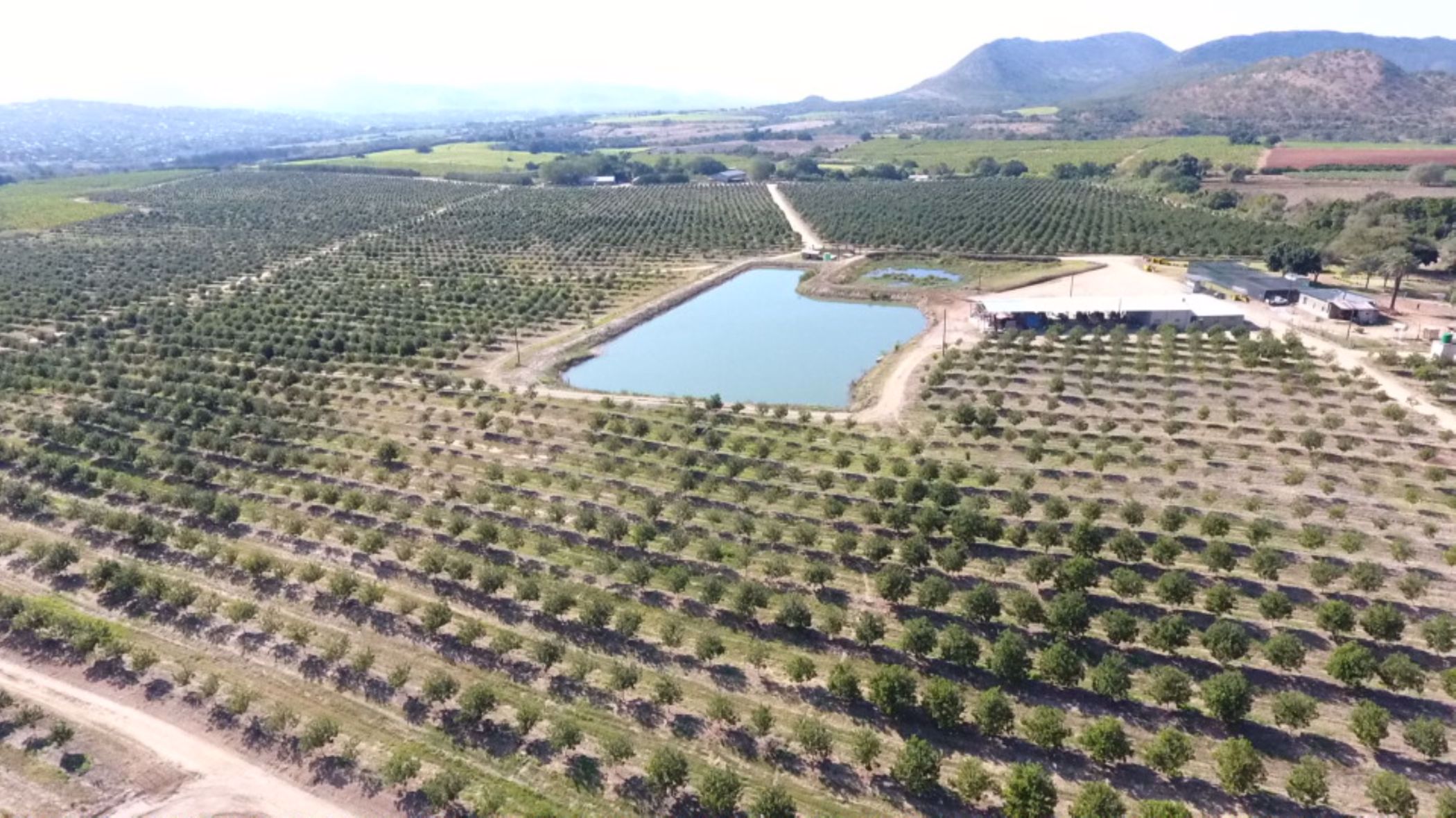 54 hectare Nut Farm For Sale Nelspruit (Mbombela) 1NK1533762 Pam