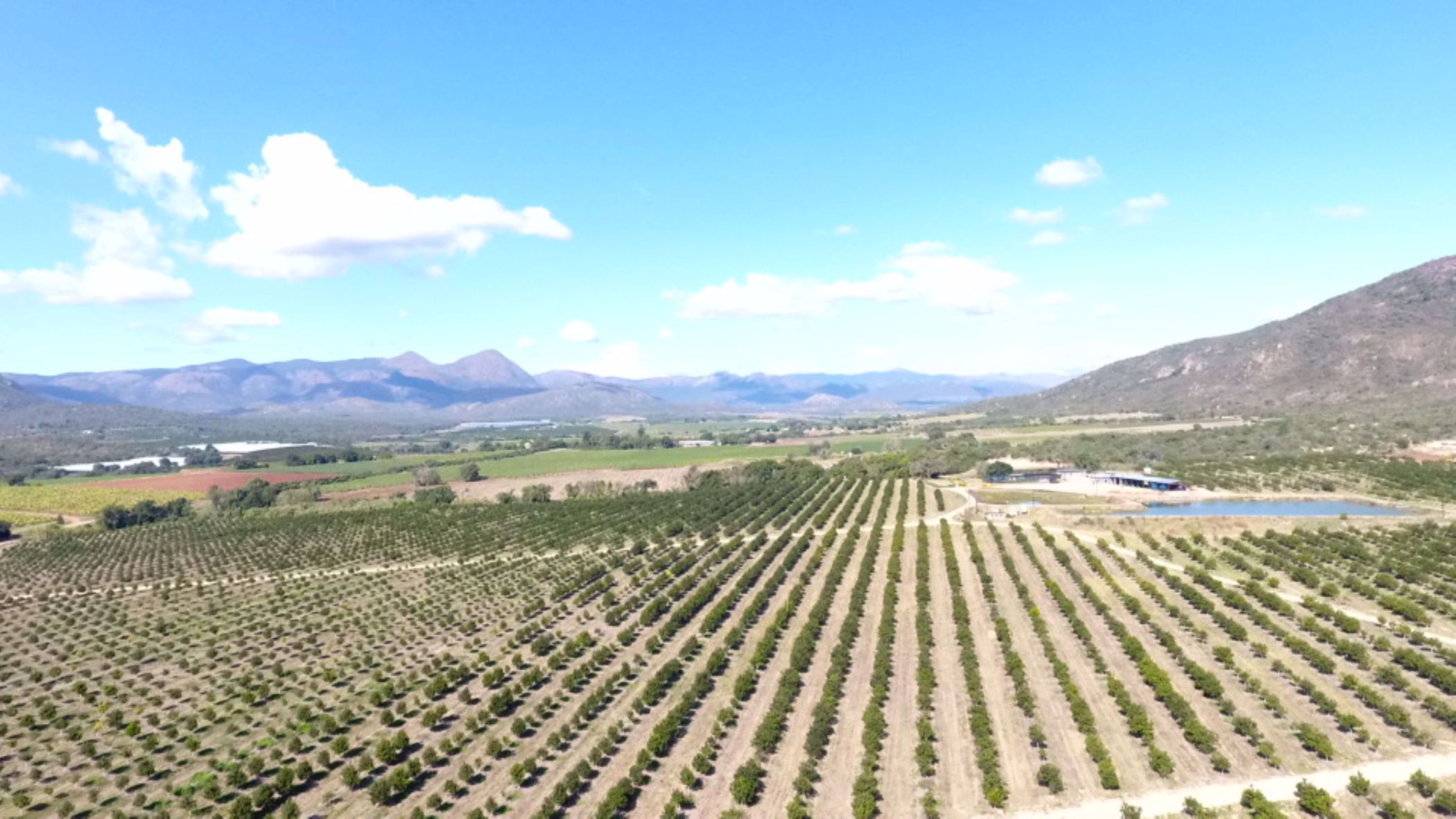 54 hectare Nut Farm For Sale Nelspruit (Mbombela) 1NK1533762 Pam