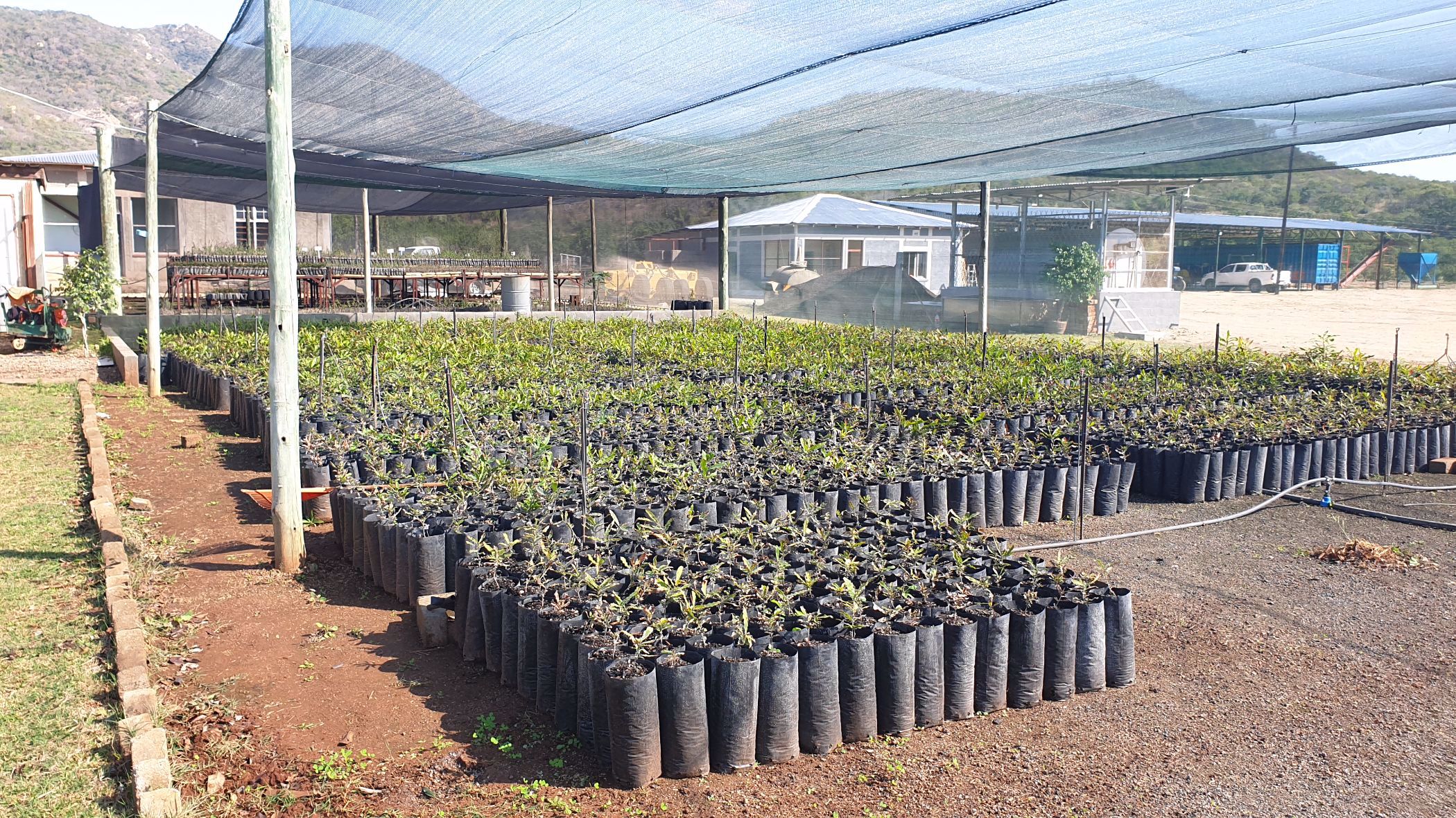 54 hectare Nut Farm For Sale Nelspruit (Mbombela) 1NK1533762 Pam