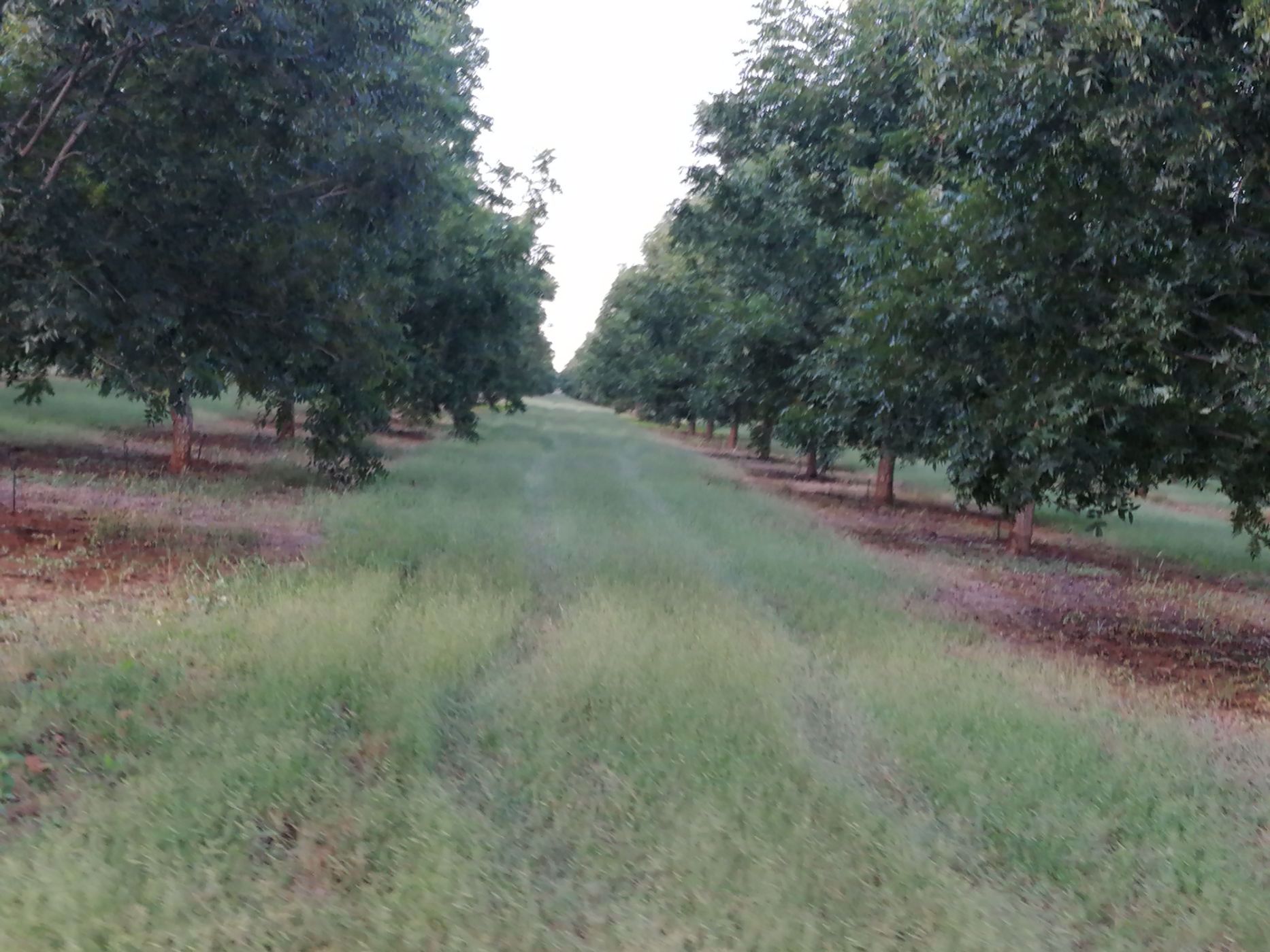 91 hectare Nut Farm For Sale Jan Kempdorp 1RN1392054 Pam Golding