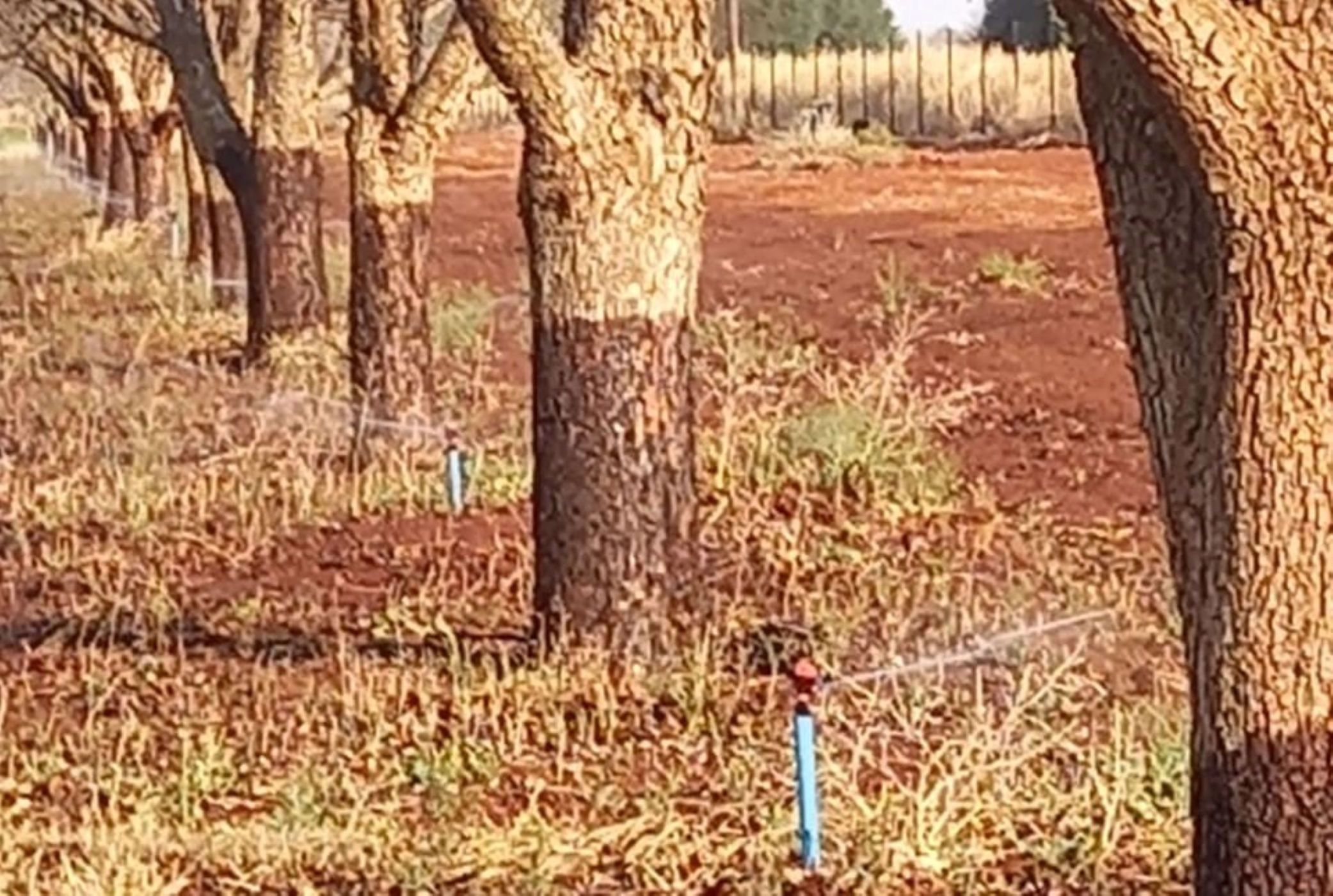 53 hectare Nut Farm For Sale Hartswater (Northern Cape) 1RN1541363