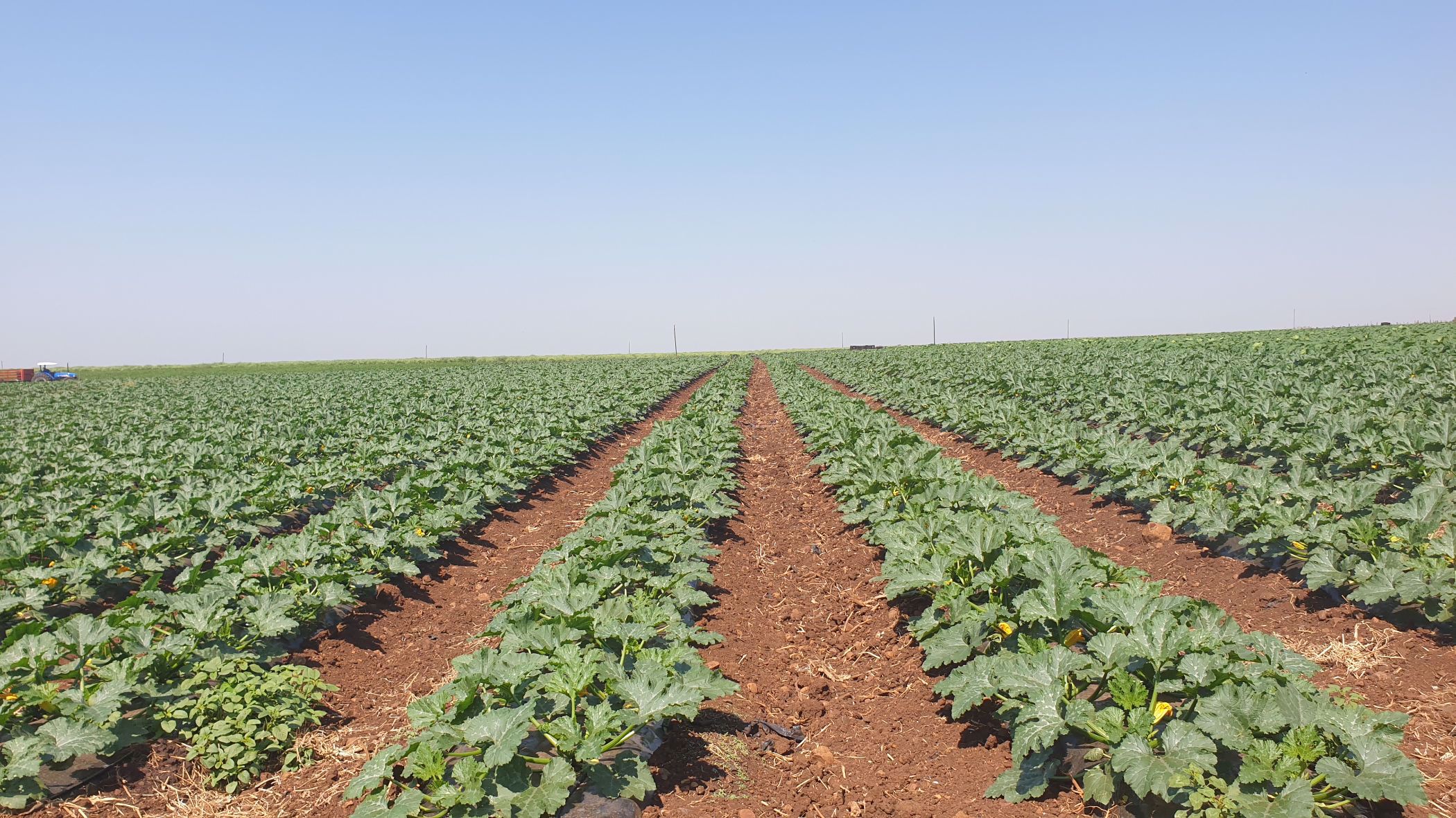 343 hectare Irrigation Farm For Sale Komatipoort 1NK1544623 Pam Golding Properties